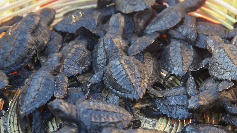 Tortuga Cuartoscuro  (3).jpg